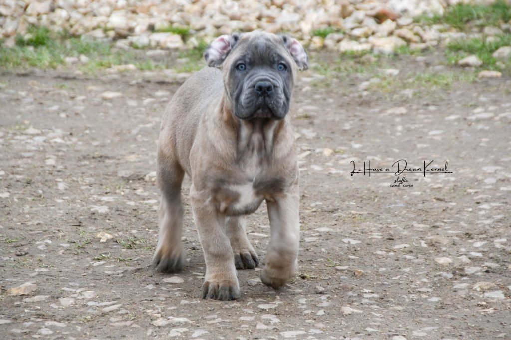 I have a dream - Chiot disponible  - Cane Corso