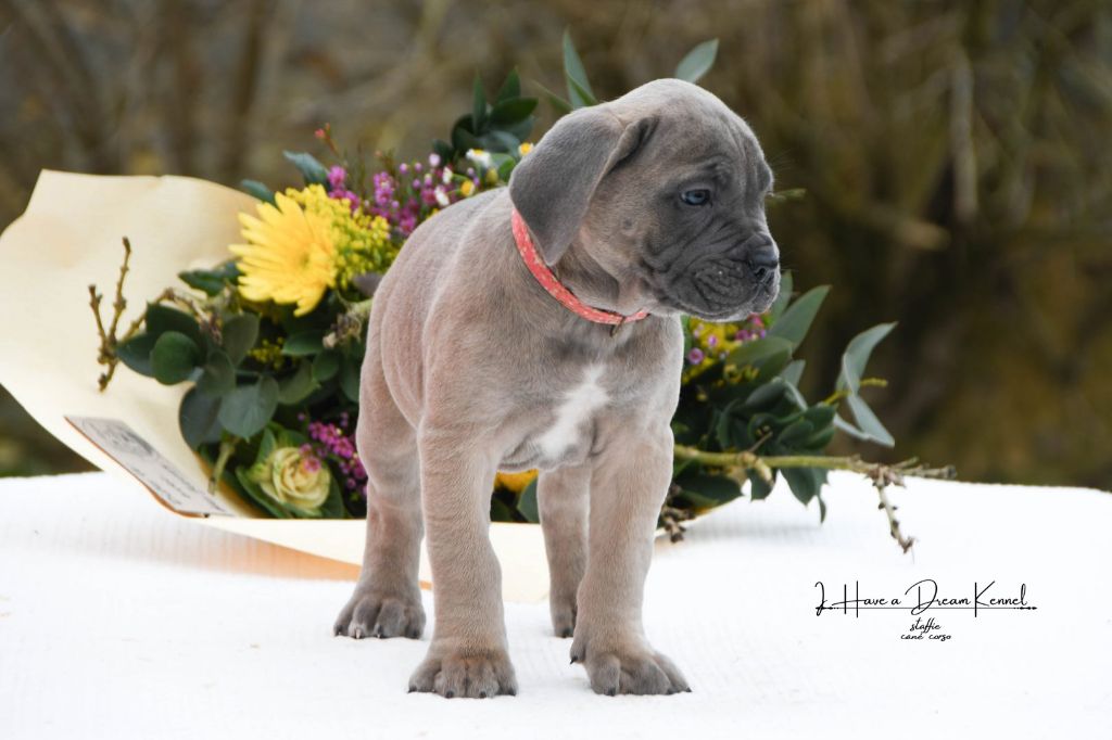 I have a dream - Chiot disponible  - Cane Corso