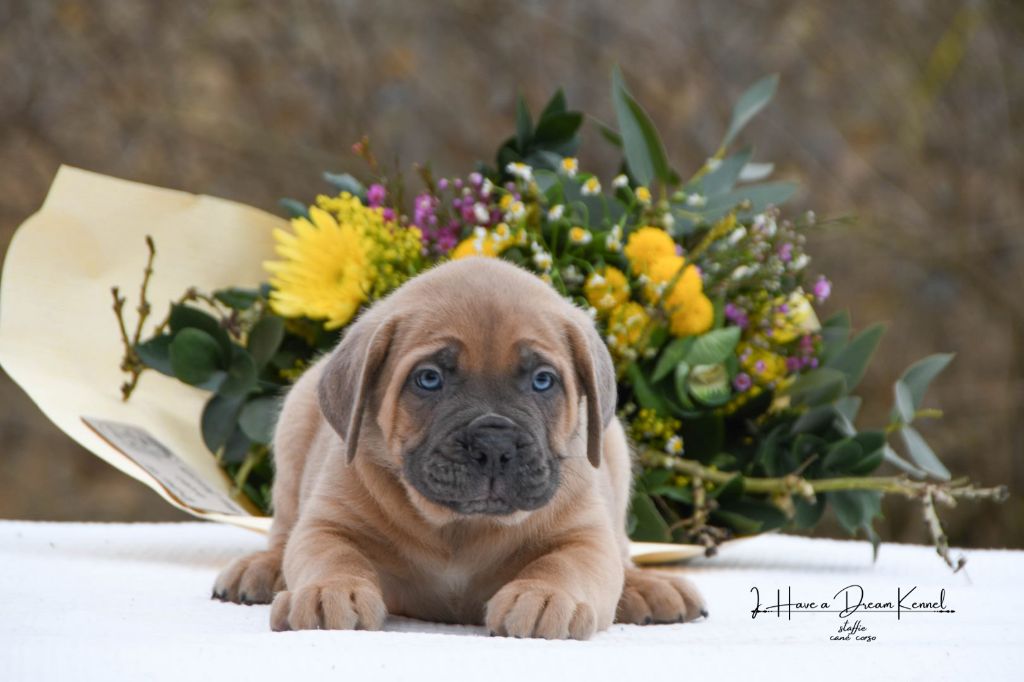 I have a dream - Chiot disponible  - Cane Corso