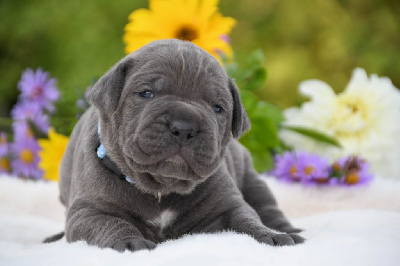 I have a dream - Cane Corso - Portée née le 28/09/2024