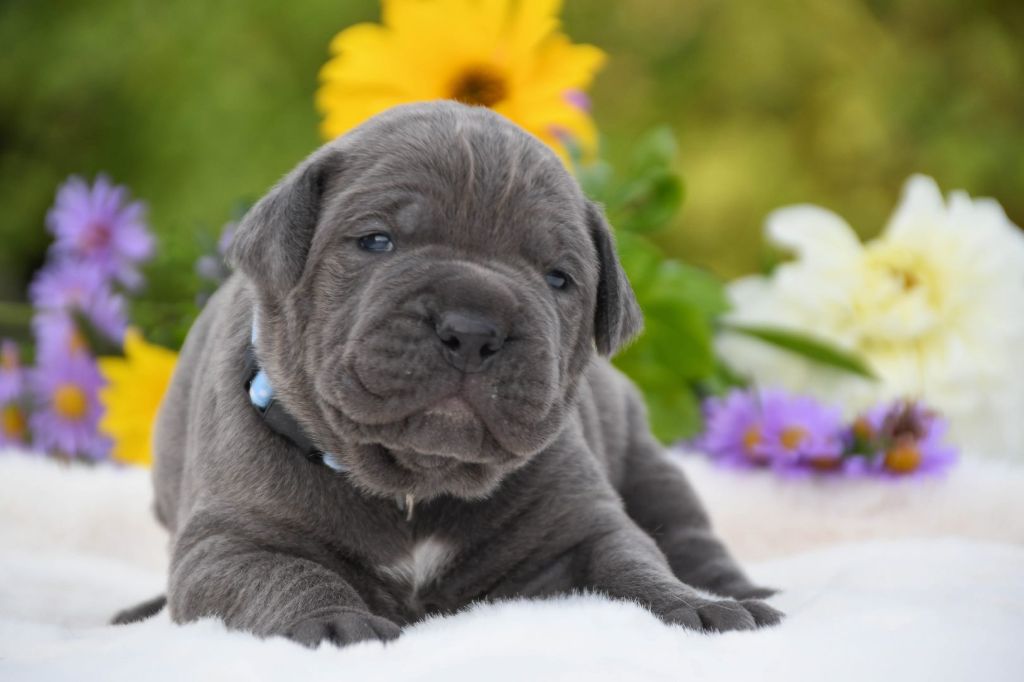 chiot Cane Corso I have a dream