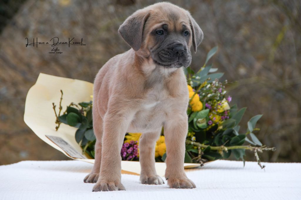 I have a dream - Chiot disponible  - Cane Corso