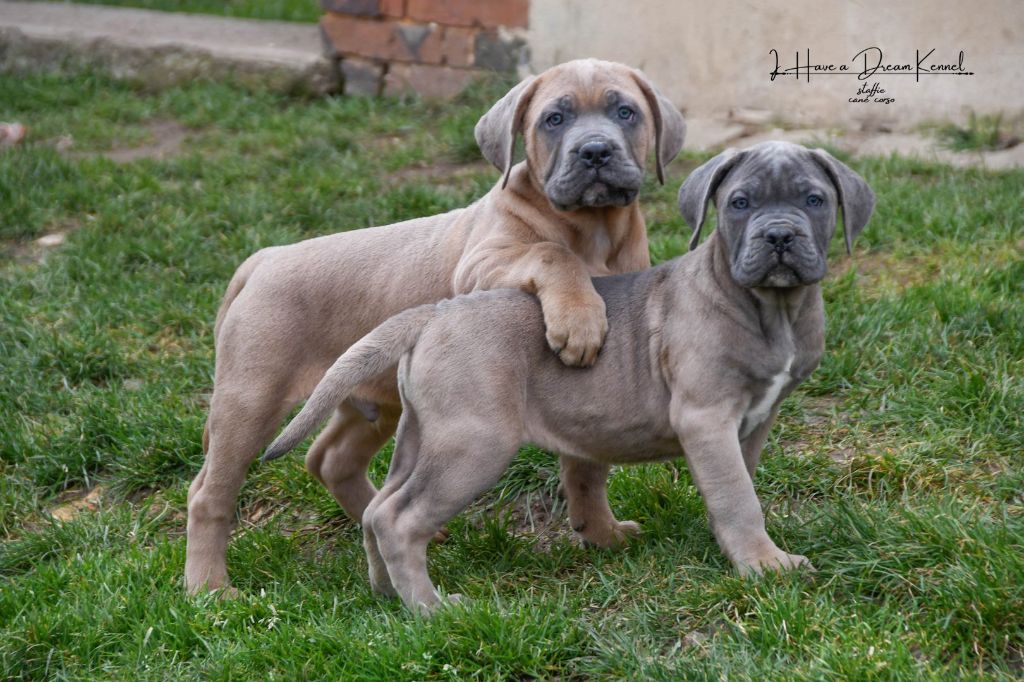 I have a dream - Chiot disponible  - Cane Corso