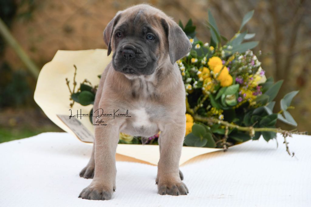 I have a dream - Chiot disponible  - Cane Corso