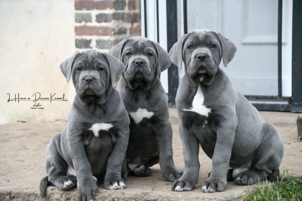 chiot Cane Corso I have a dream