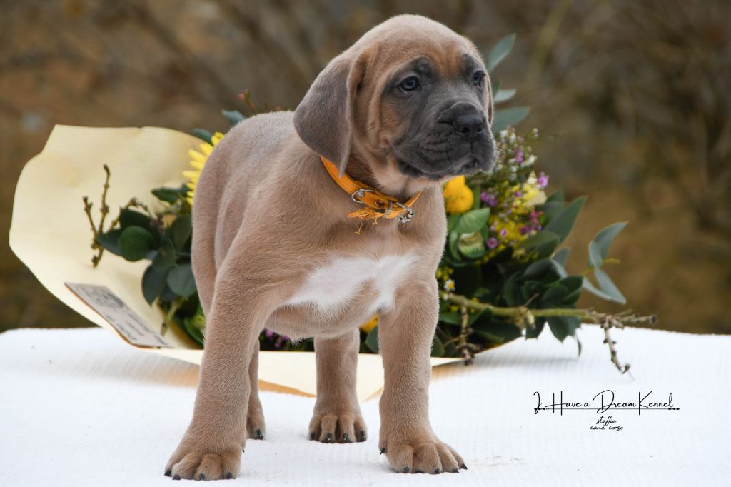 I have a dream - Chiot disponible  - Cane Corso