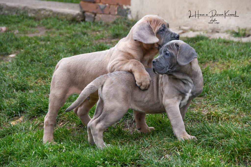 I have a dream - Chiot disponible  - Cane Corso