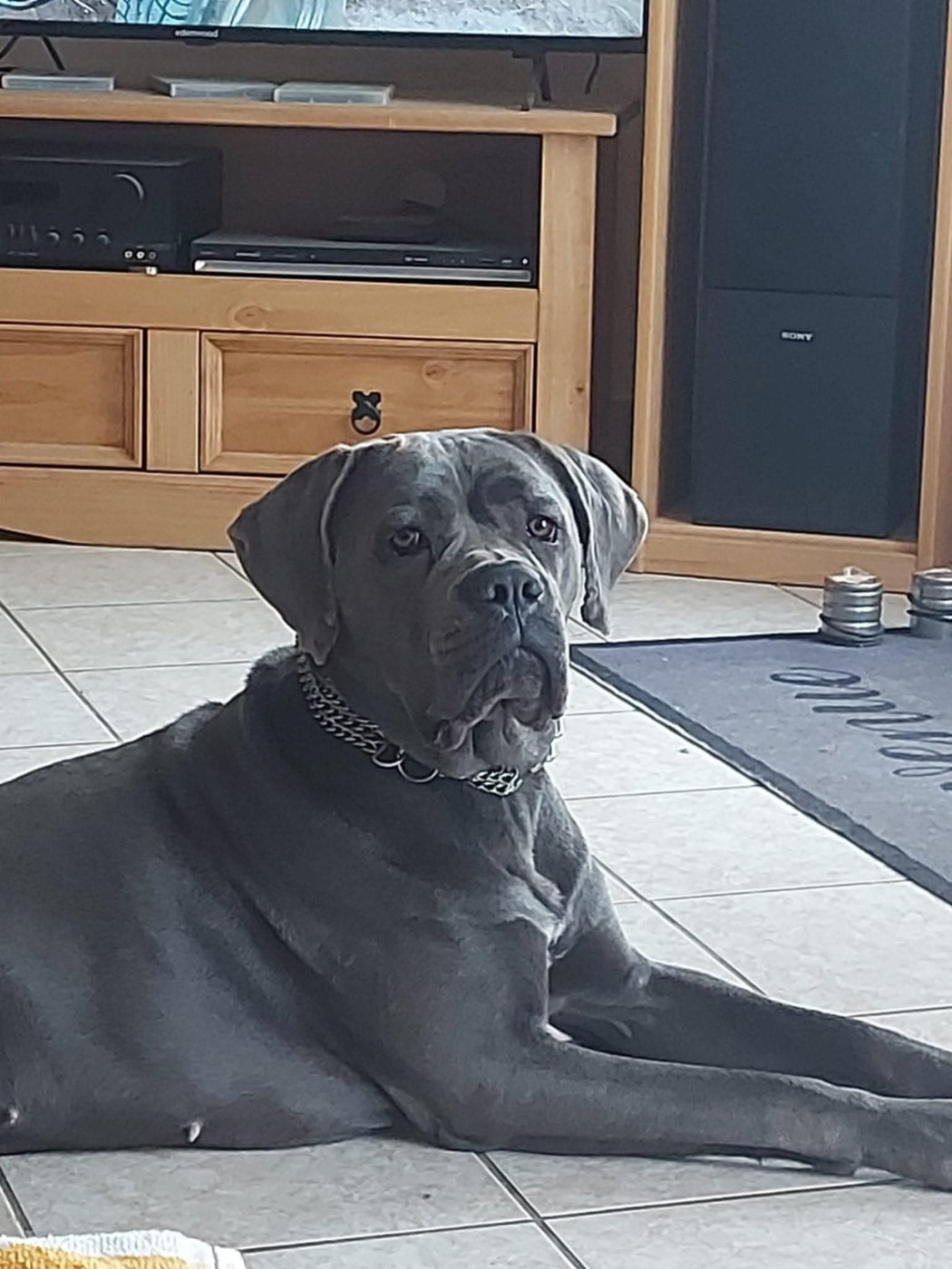 Talya I have a dream