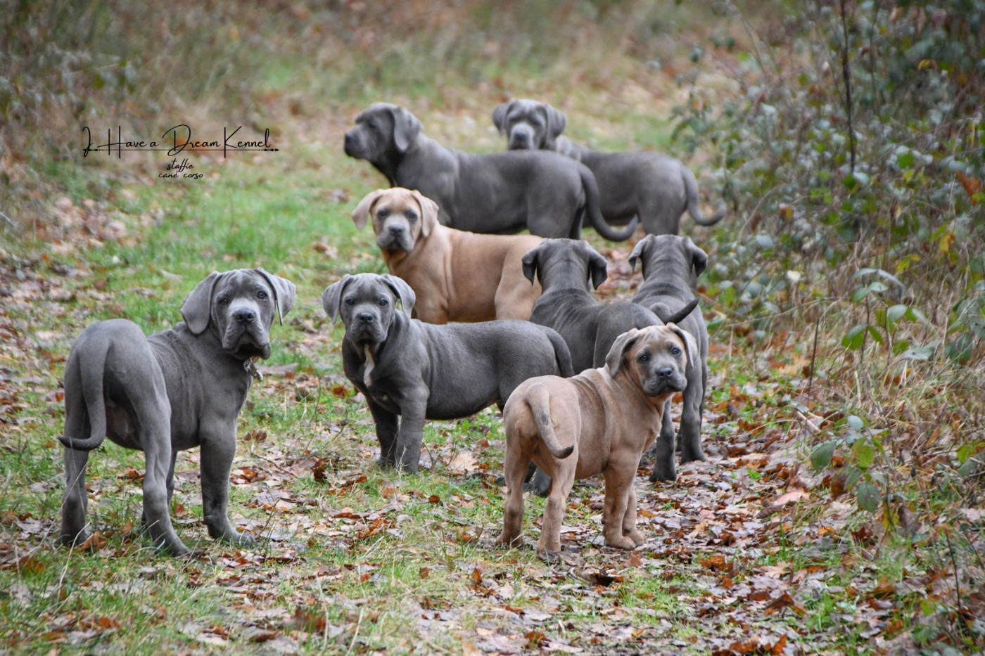 chiots disponibles