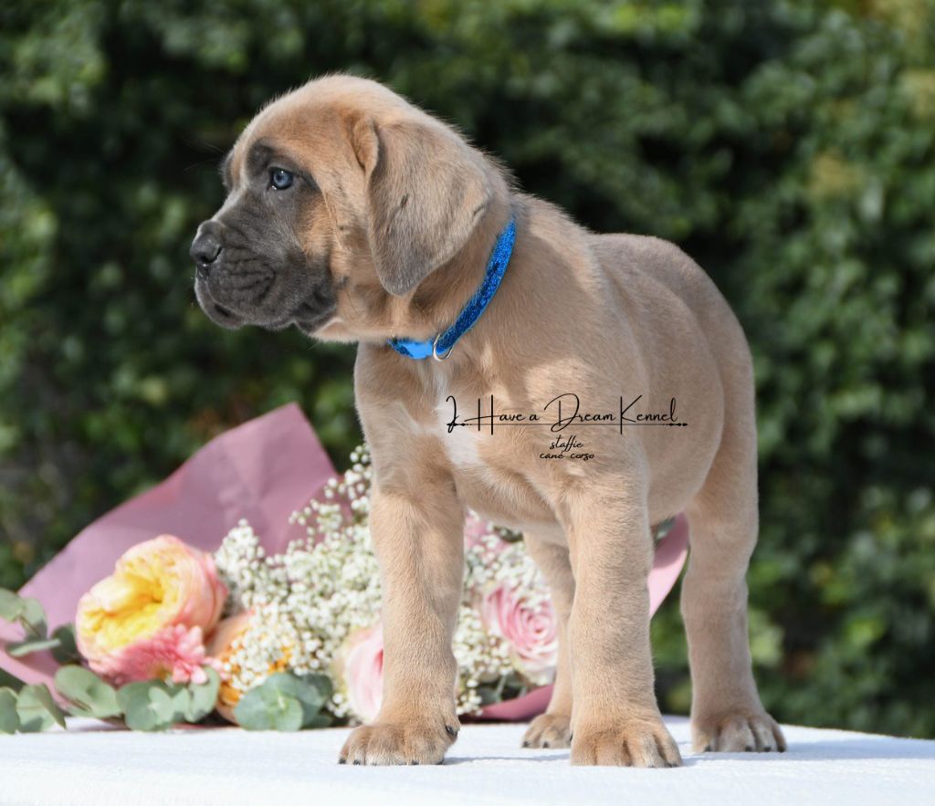 I have a dream - Chiots disponibles - Cane Corso