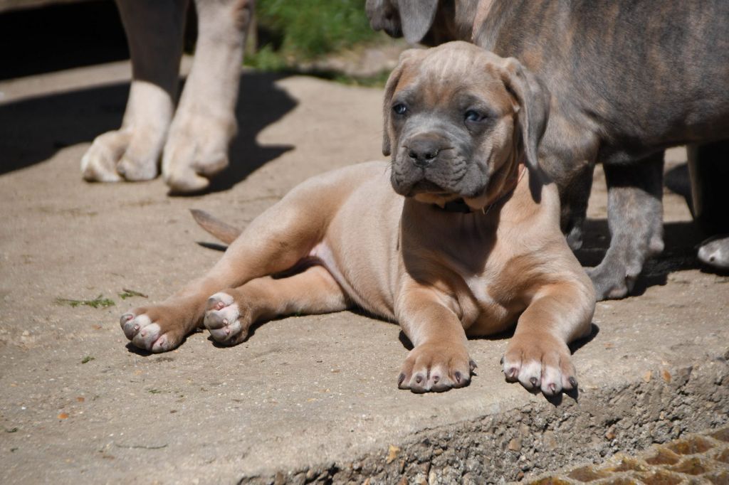 I have a dream - Chiots disponibles - Cane Corso