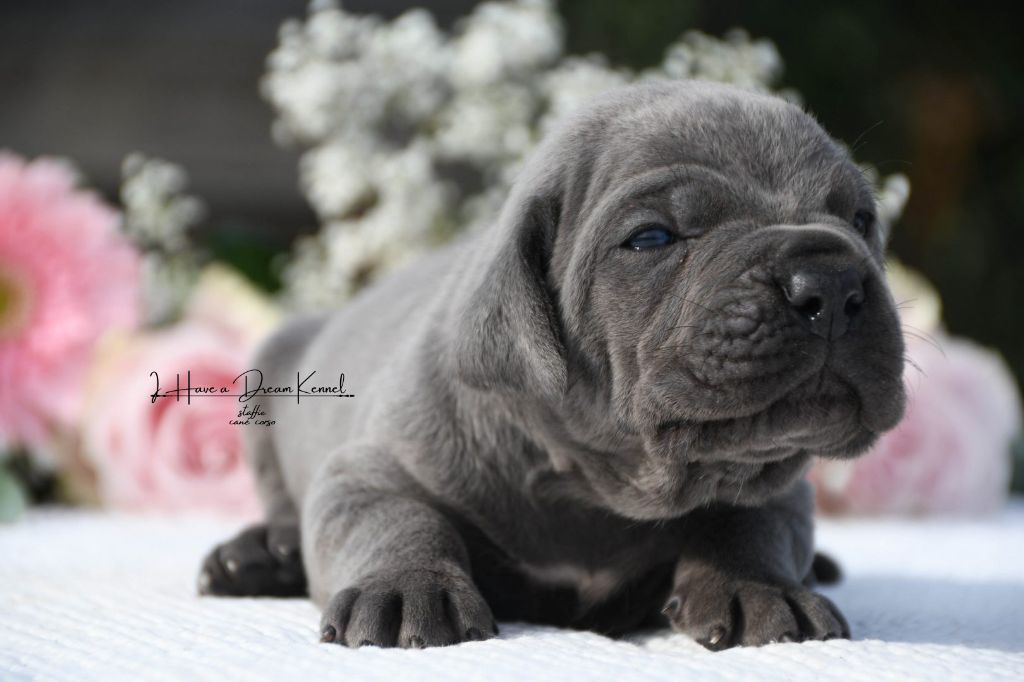 I have a dream - Chiots disponibles - Cane Corso