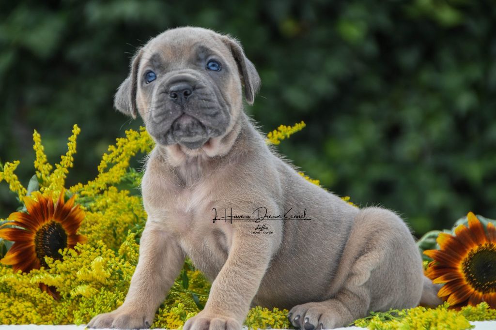 I have a dream - Chiots disponibles - Cane Corso