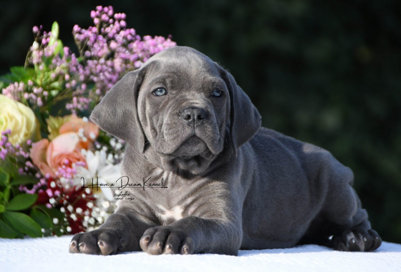 I have a dream - Chiots disponibles - Cane Corso