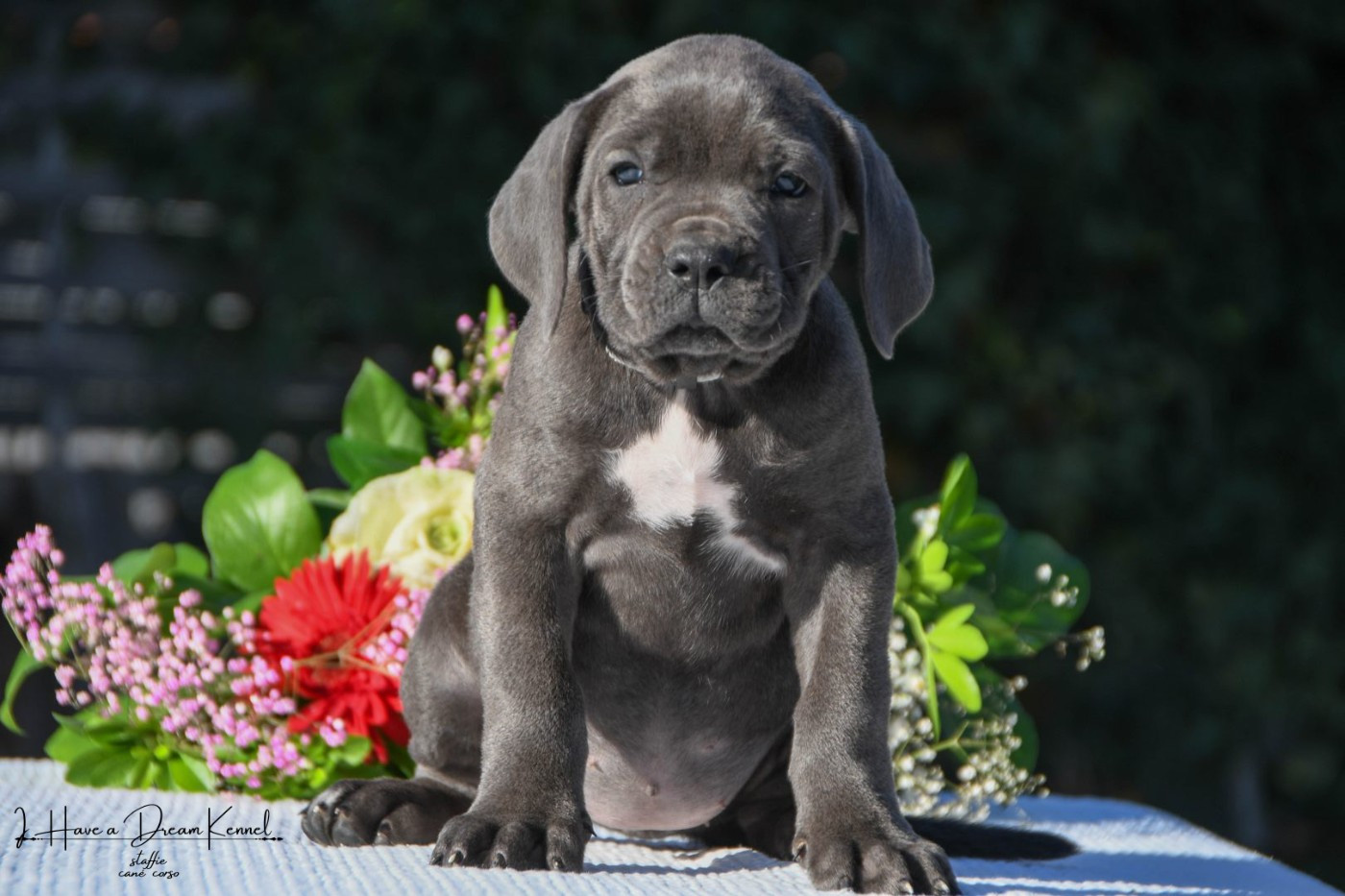 I have a dream - Chiots disponibles - Cane Corso