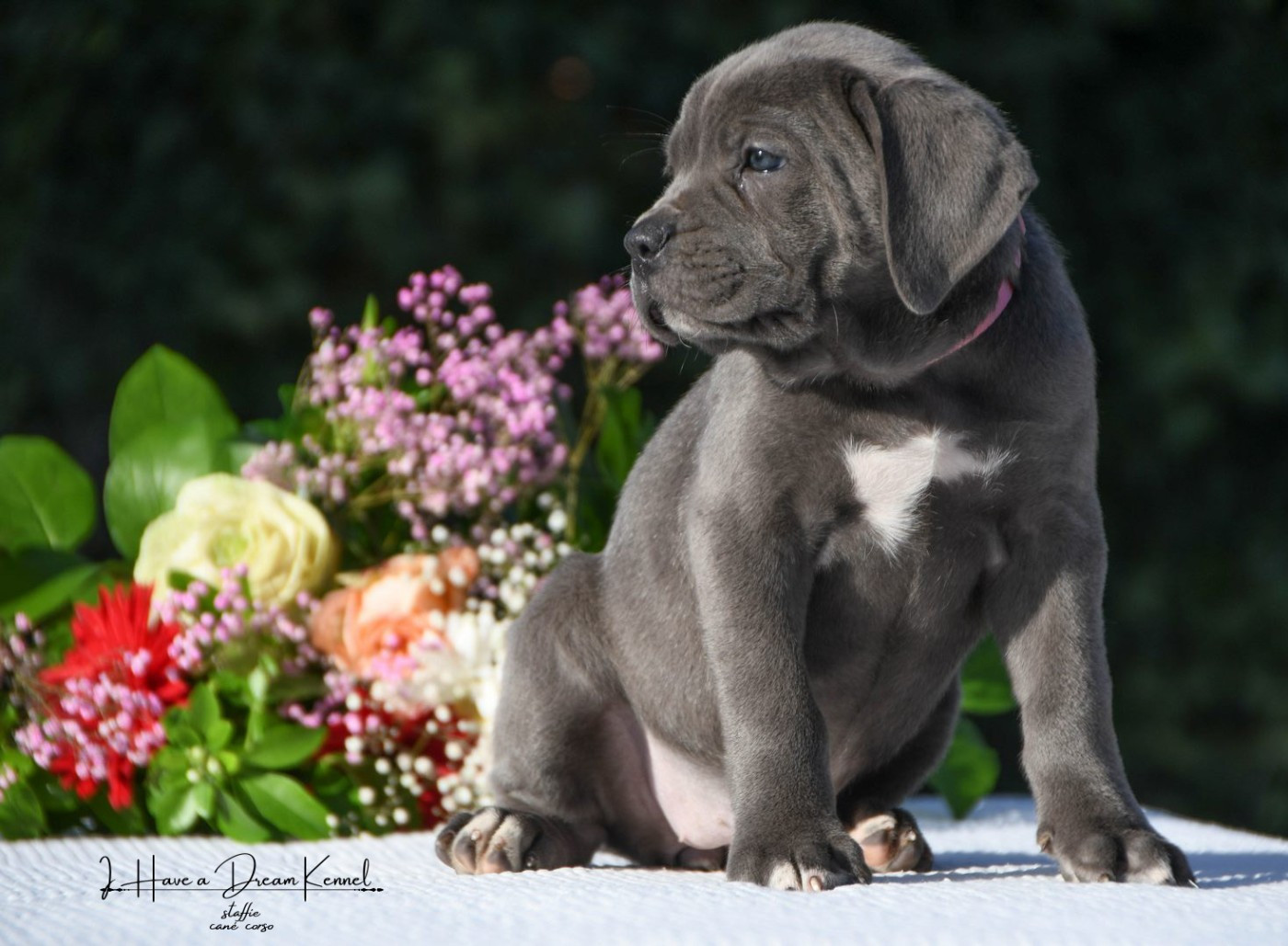 I have a dream - Chiots disponibles - Cane Corso