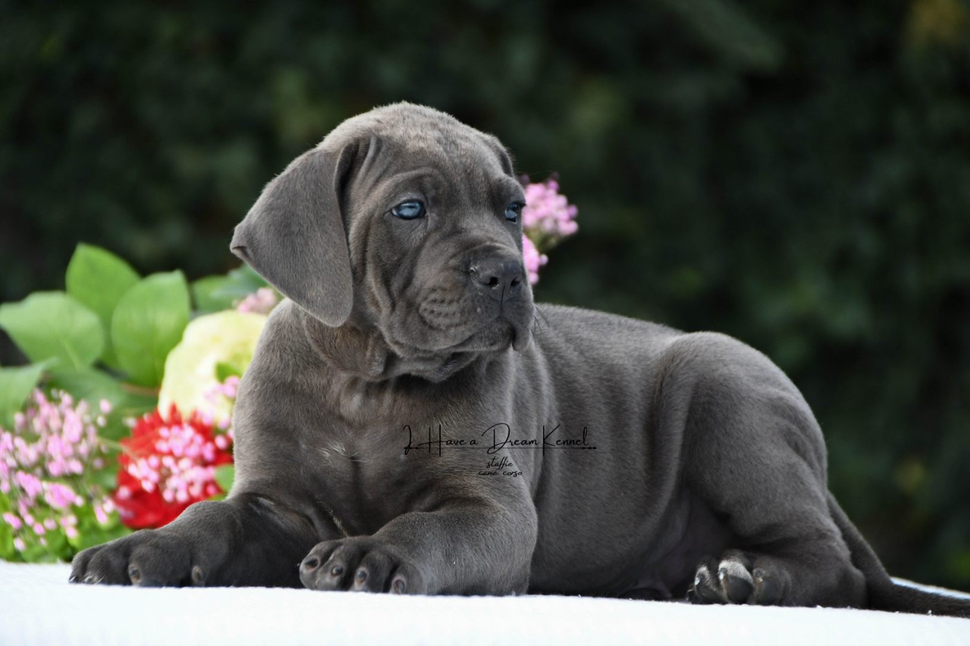 Chiot Cane Corso I have a dream