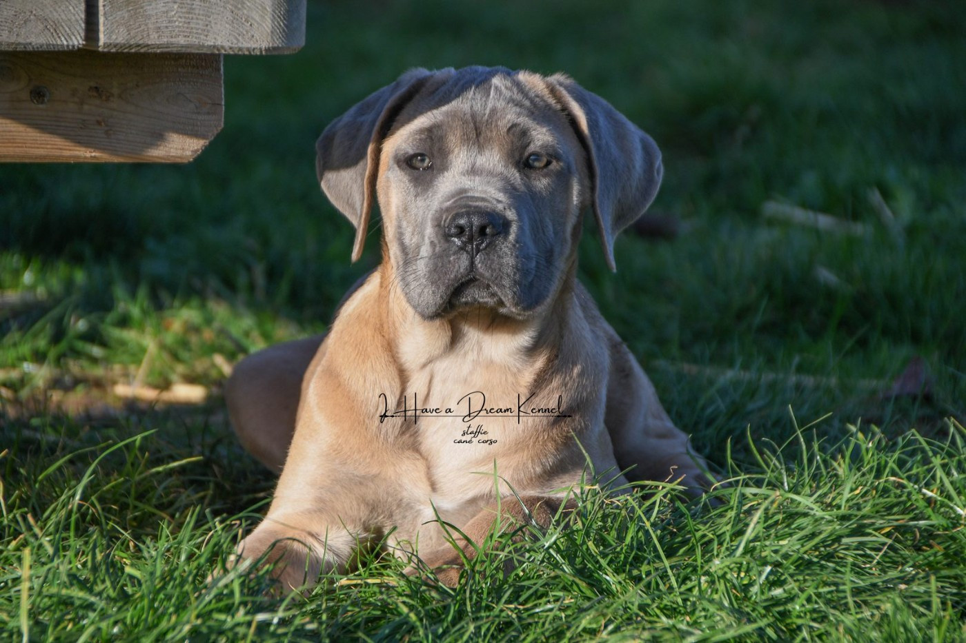 I have a dream - Chiots disponibles - Cane Corso