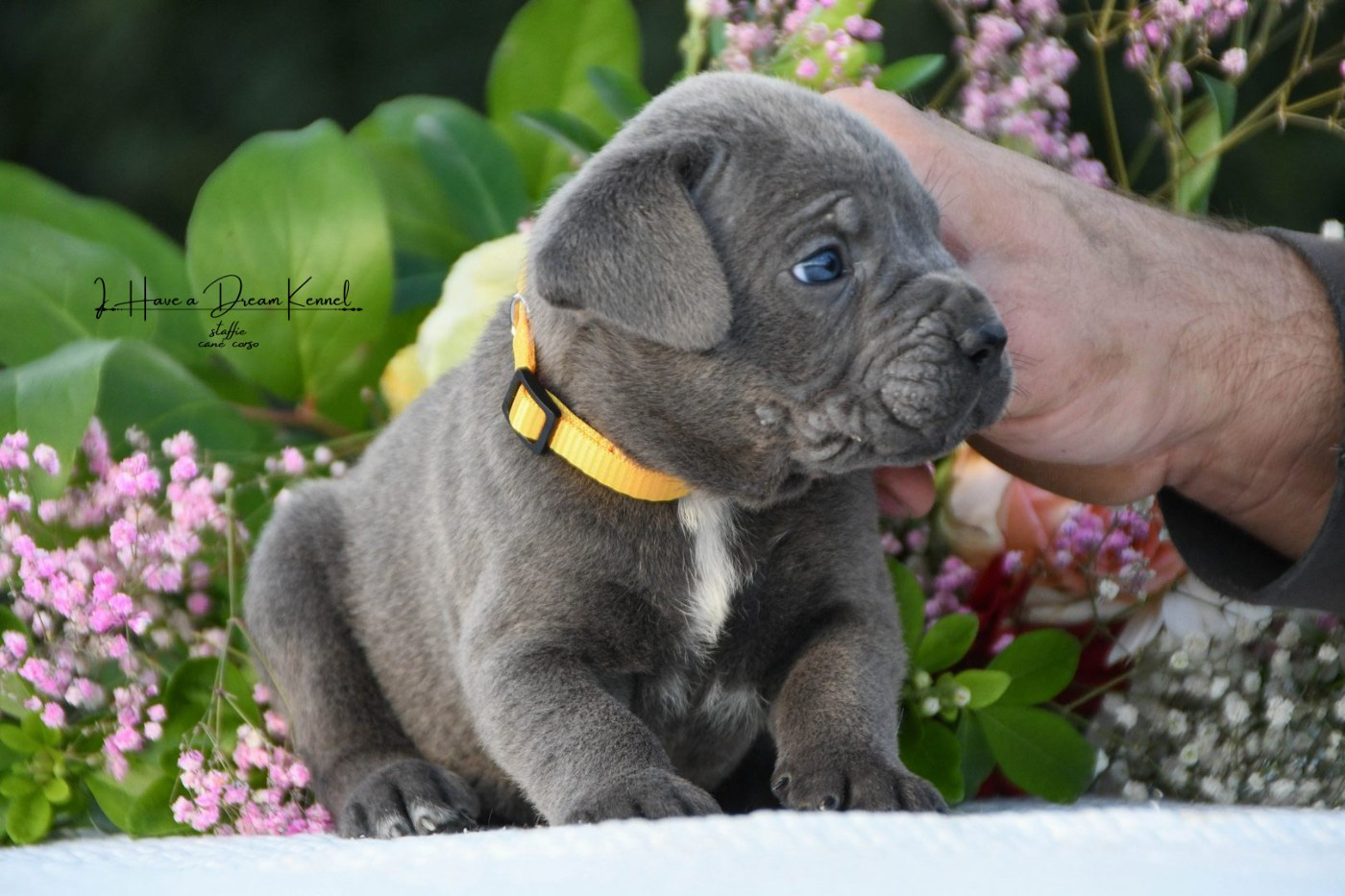 I have a dream - Chiots disponibles - Cane Corso