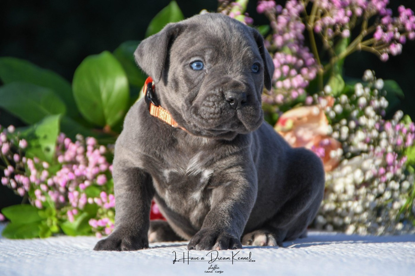 I have a dream - Chiots disponibles - Cane Corso