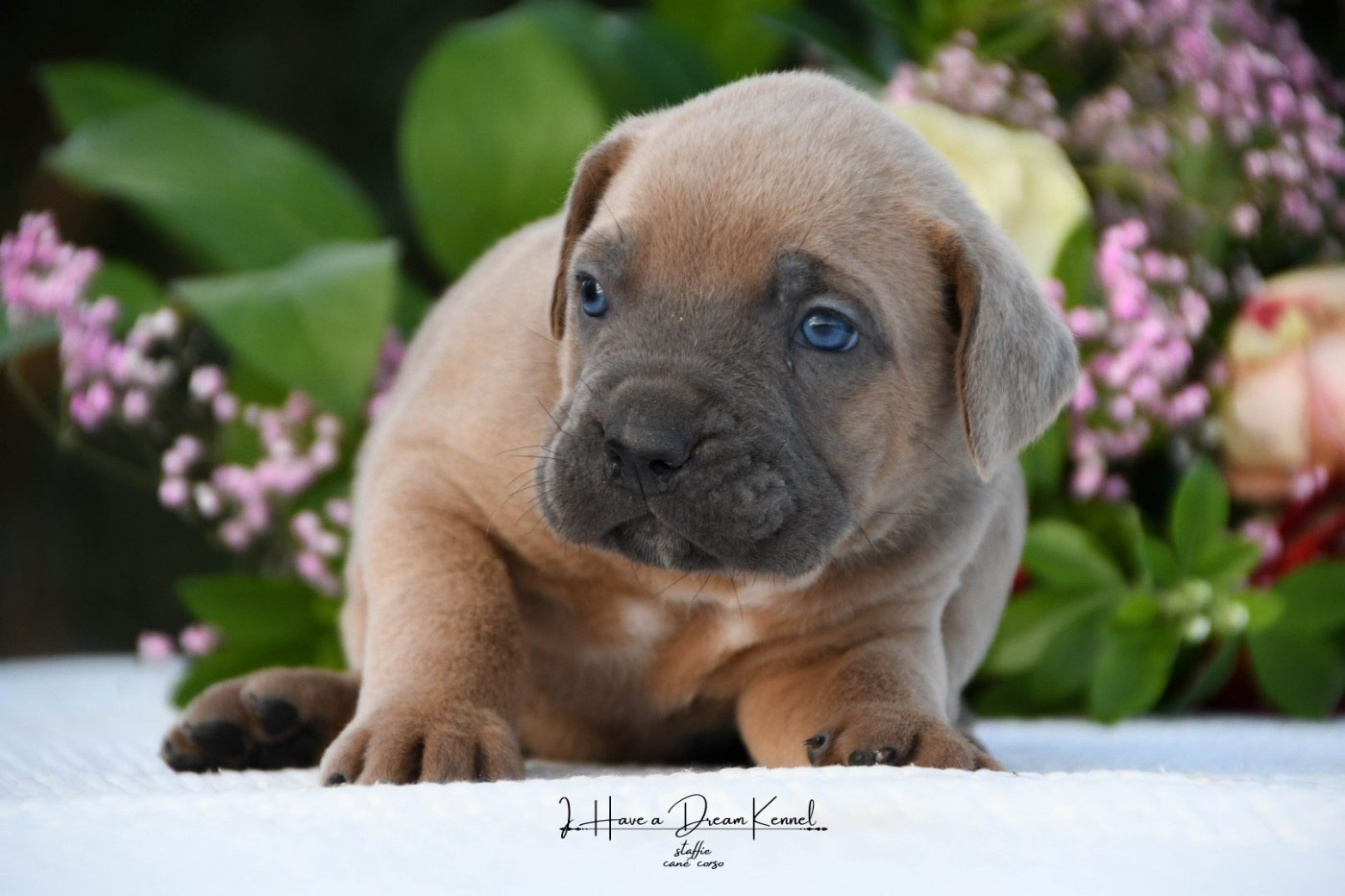 I have a dream - Chiots disponibles - Cane Corso