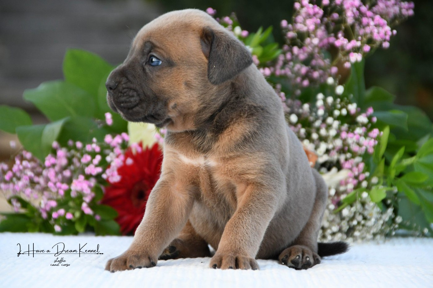 I have a dream - Chiots disponibles - Cane Corso