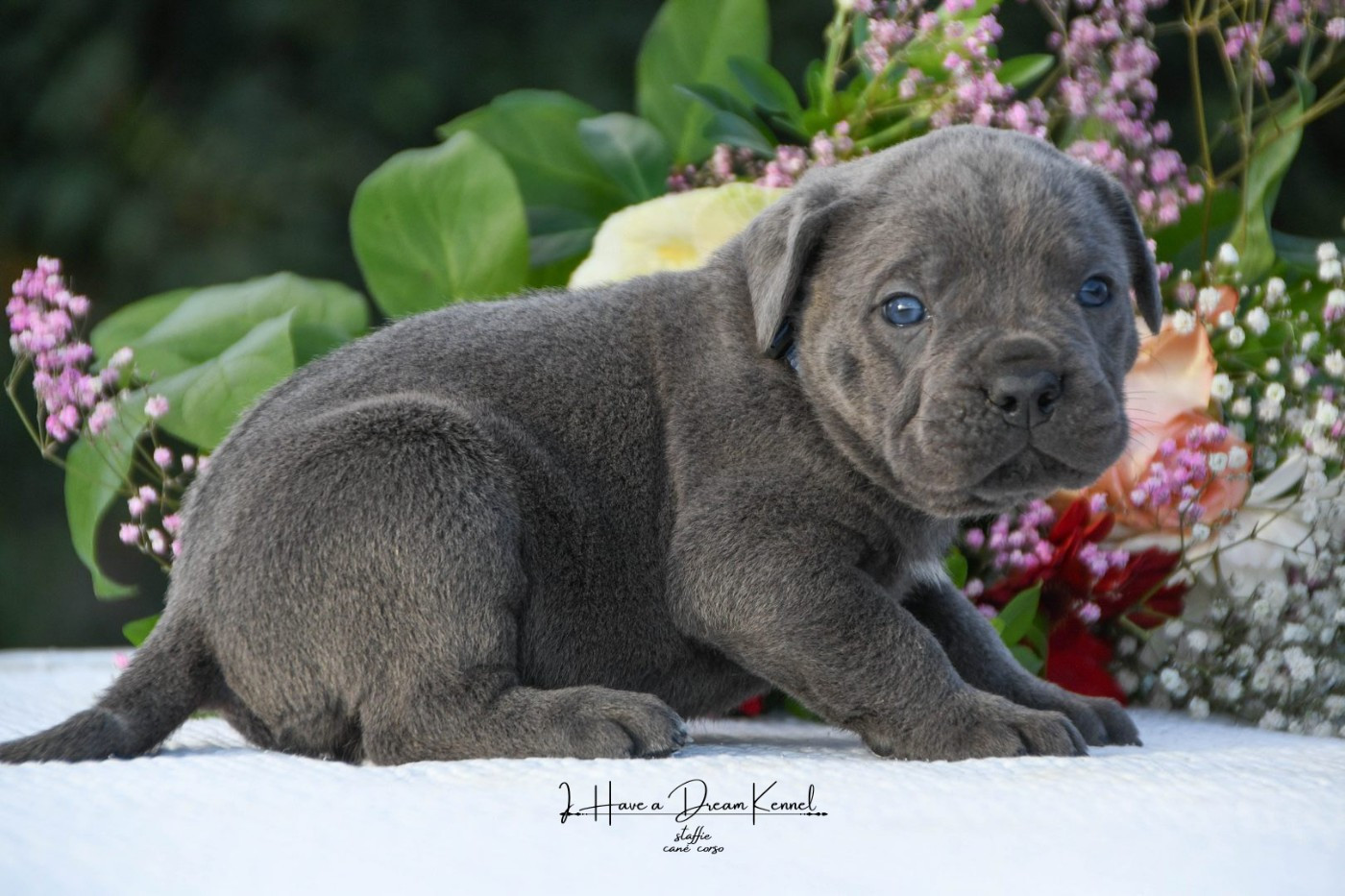 I have a dream - Chiots disponibles - Cane Corso