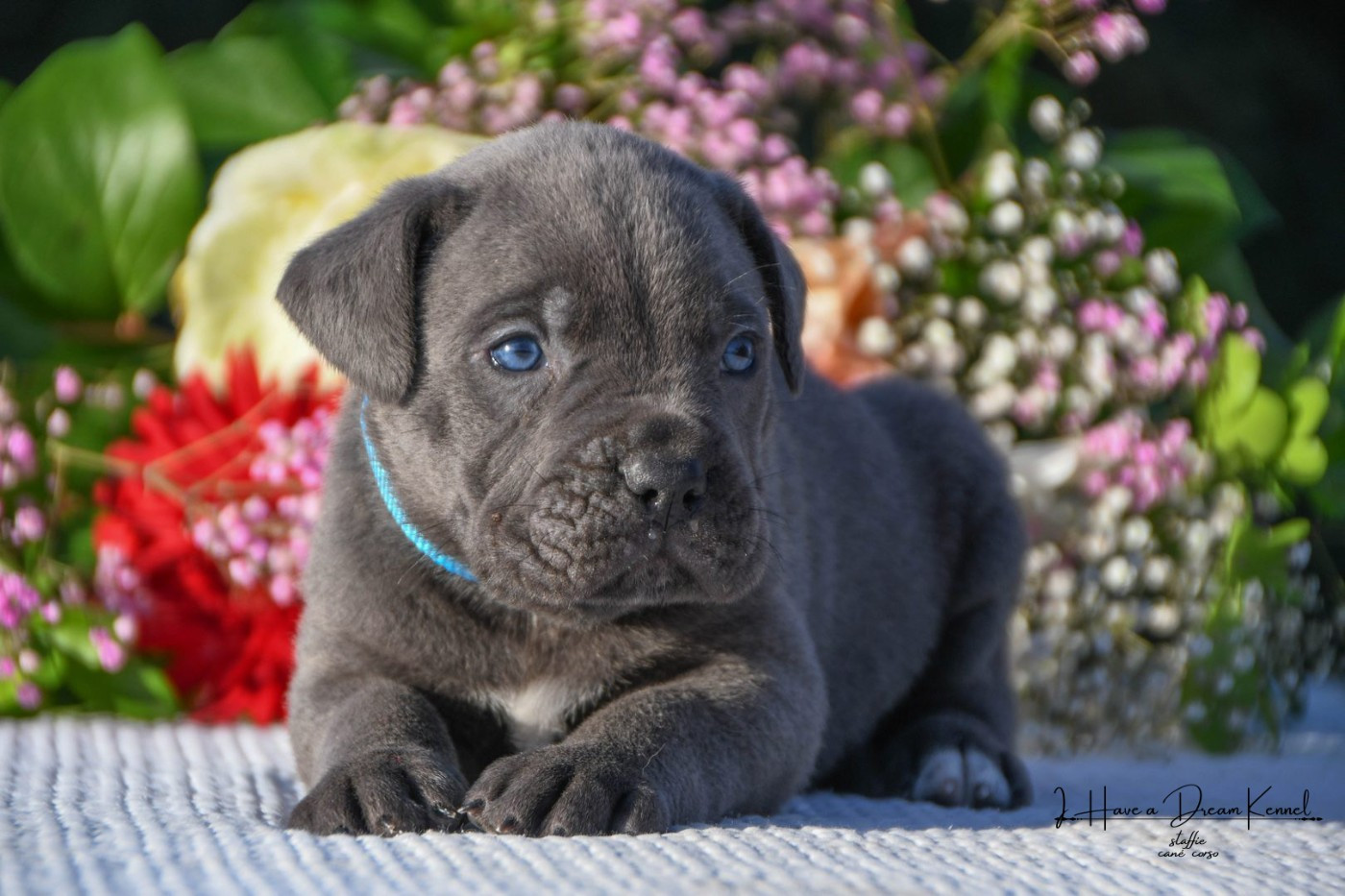 I have a dream - Chiots disponibles - Cane Corso