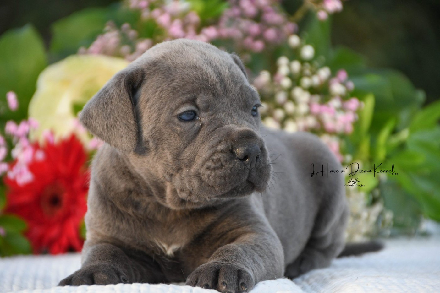 I have a dream - Chiots disponibles - Cane Corso