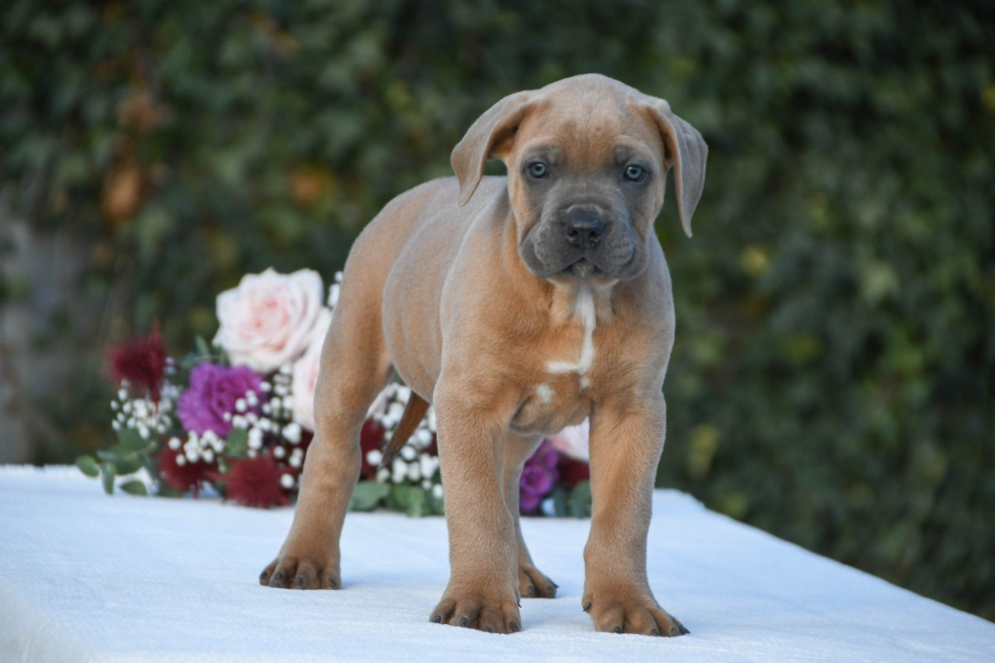 I have a dream - Chiots disponibles - Cane Corso