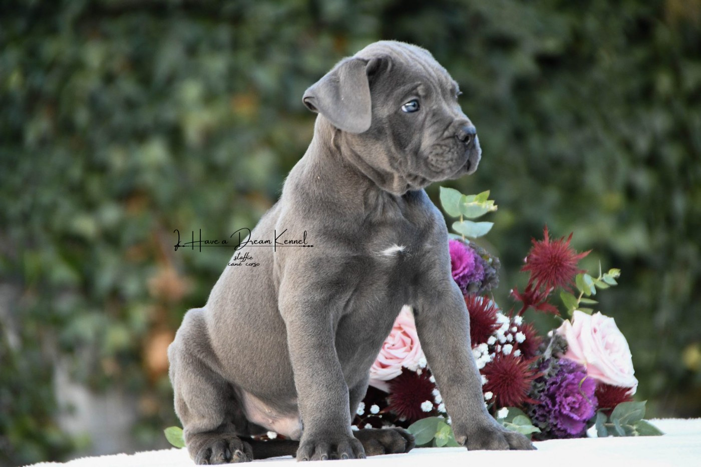 I have a dream - Chiots disponibles - Cane Corso