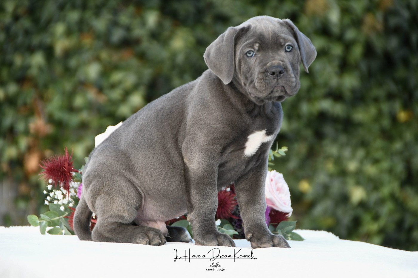 I have a dream - Chiots disponibles - Cane Corso