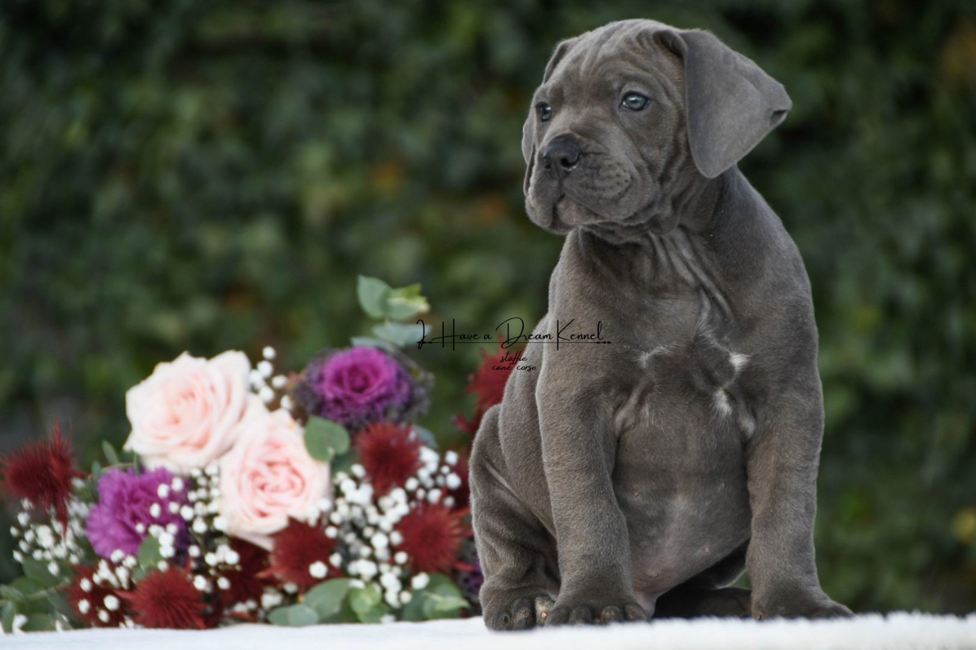 I have a dream - Chiots disponibles - Cane Corso