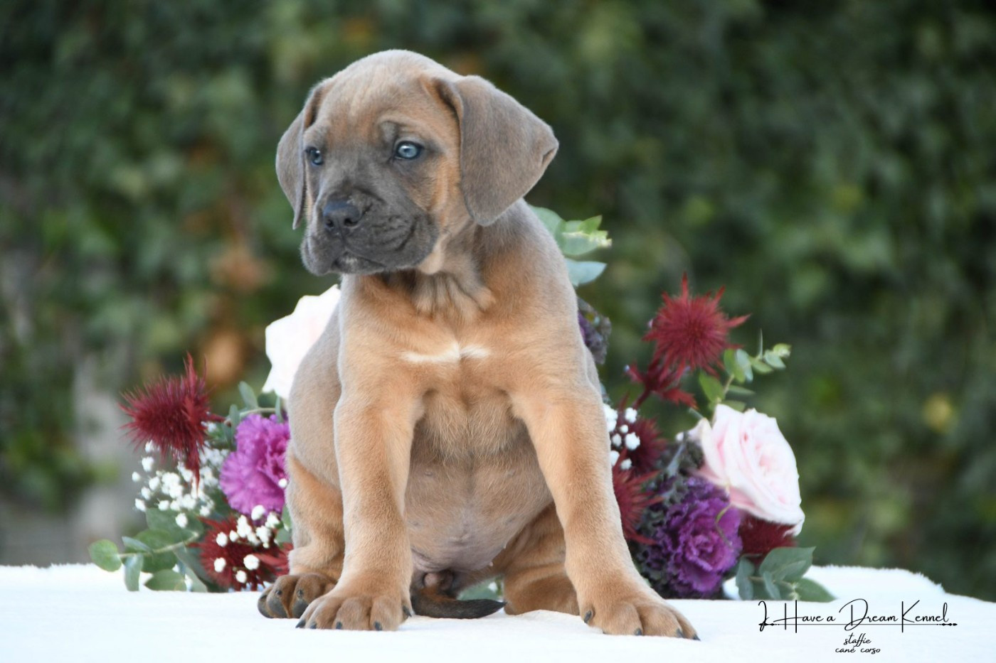 I have a dream - Chiots disponibles - Cane Corso
