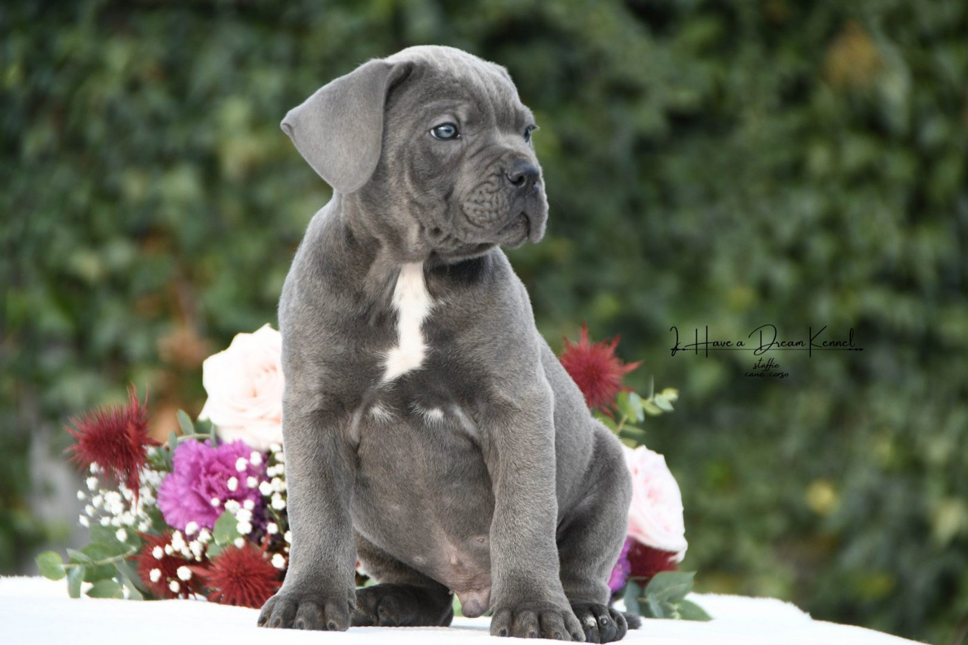 I have a dream - Chiots disponibles - Cane Corso