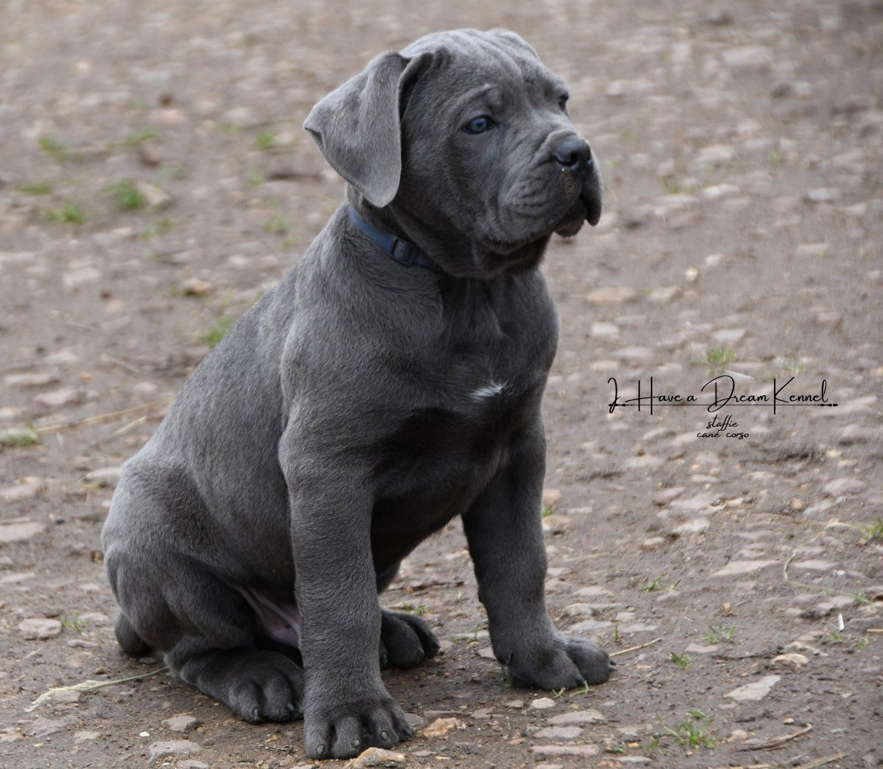 I have a dream - Chiots disponibles - Cane Corso