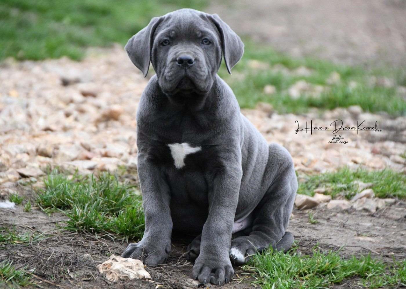 I have a dream - Chiots disponibles - Cane Corso