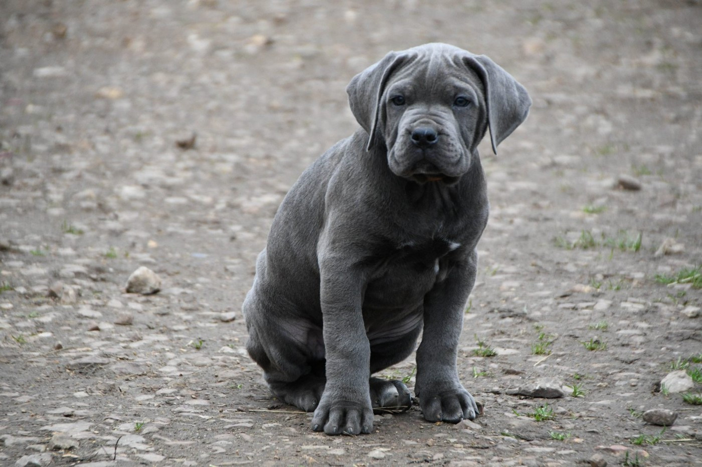 I have a dream - Chiots disponibles - Cane Corso