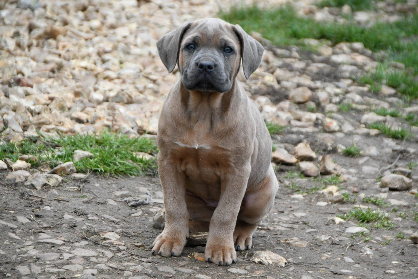 I have a dream - Chiots disponibles - Cane Corso