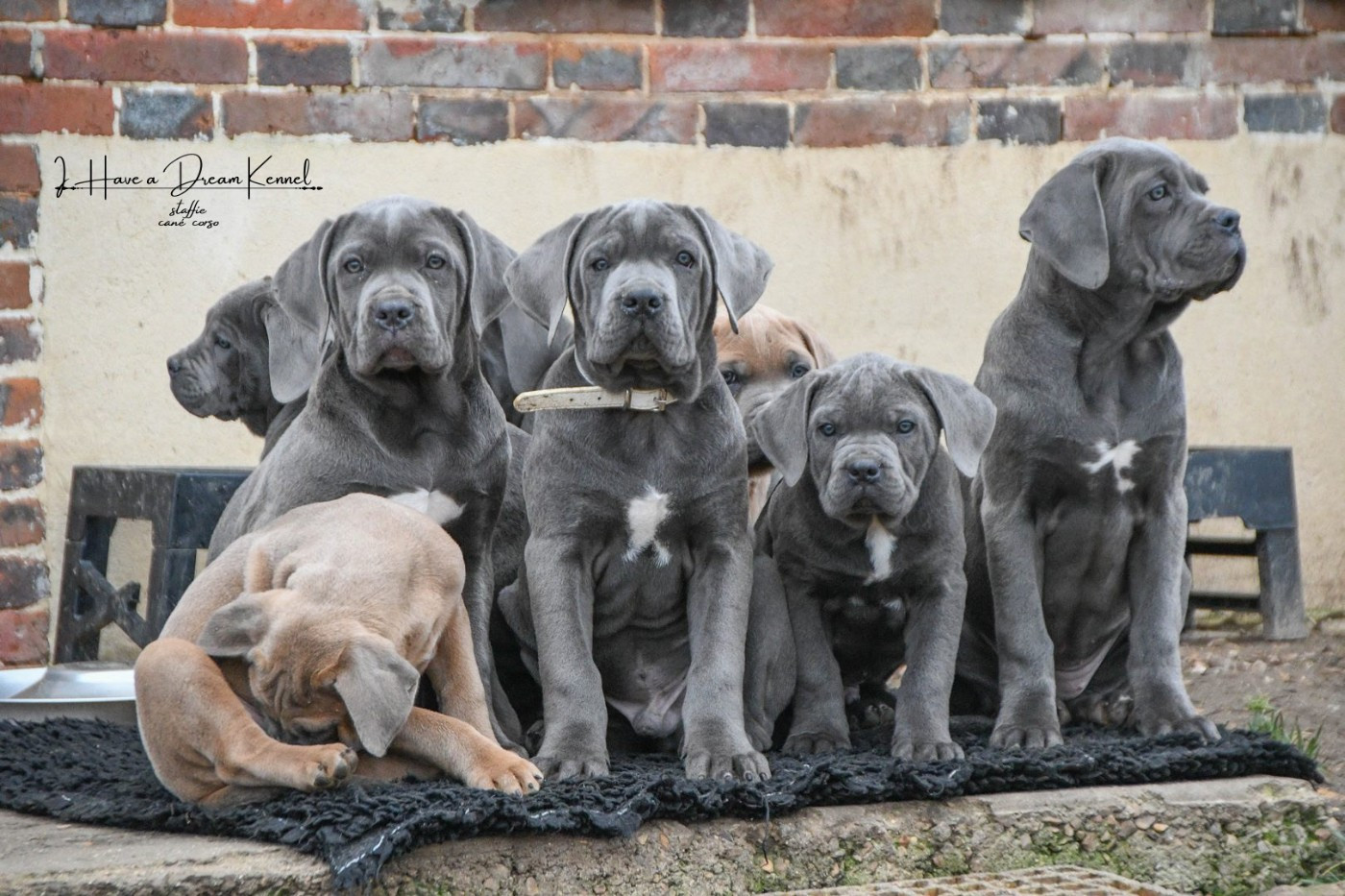 I have a dream - Chiots disponibles - Cane Corso