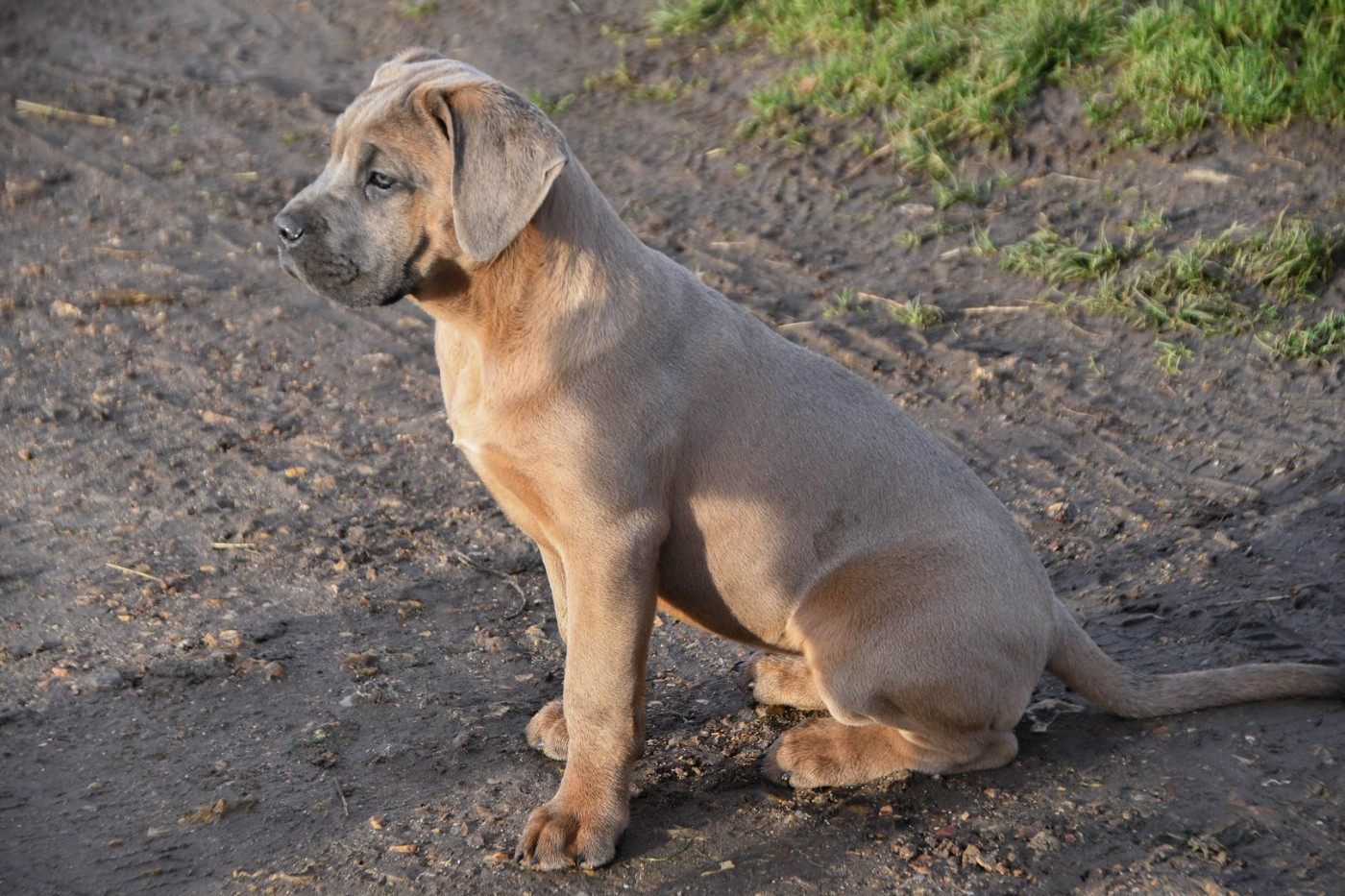 I have a dream - Chiots disponibles - Cane Corso