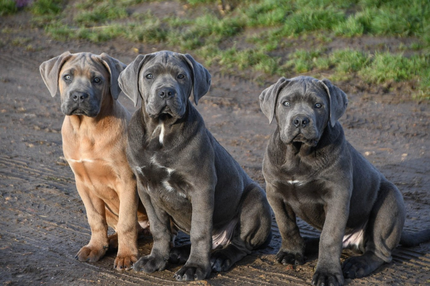 I have a dream - Chiots disponibles - Cane Corso
