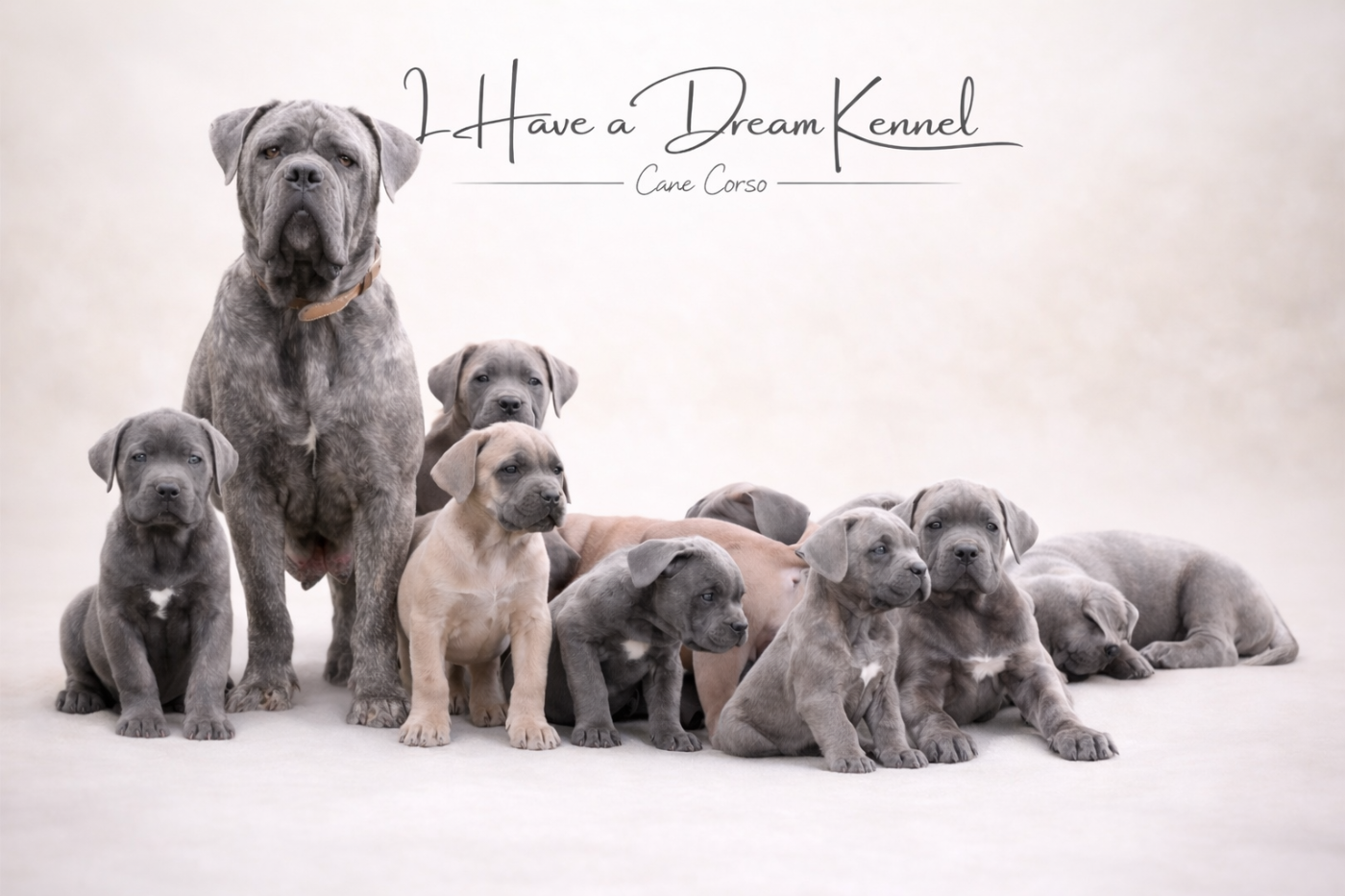 Chiot Cane Corso I have a dream