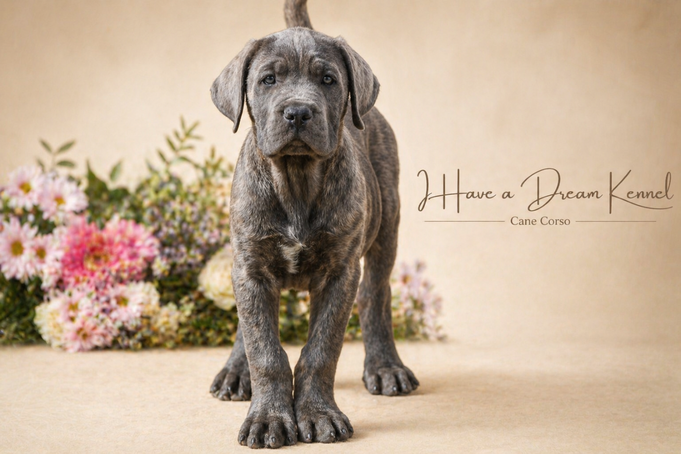 I have a dream - Chiots disponibles - Cane Corso