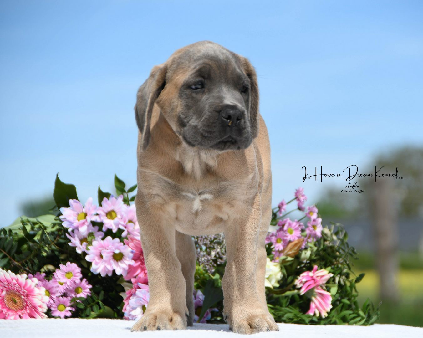 I have a dream - Chiots disponibles - Cane Corso