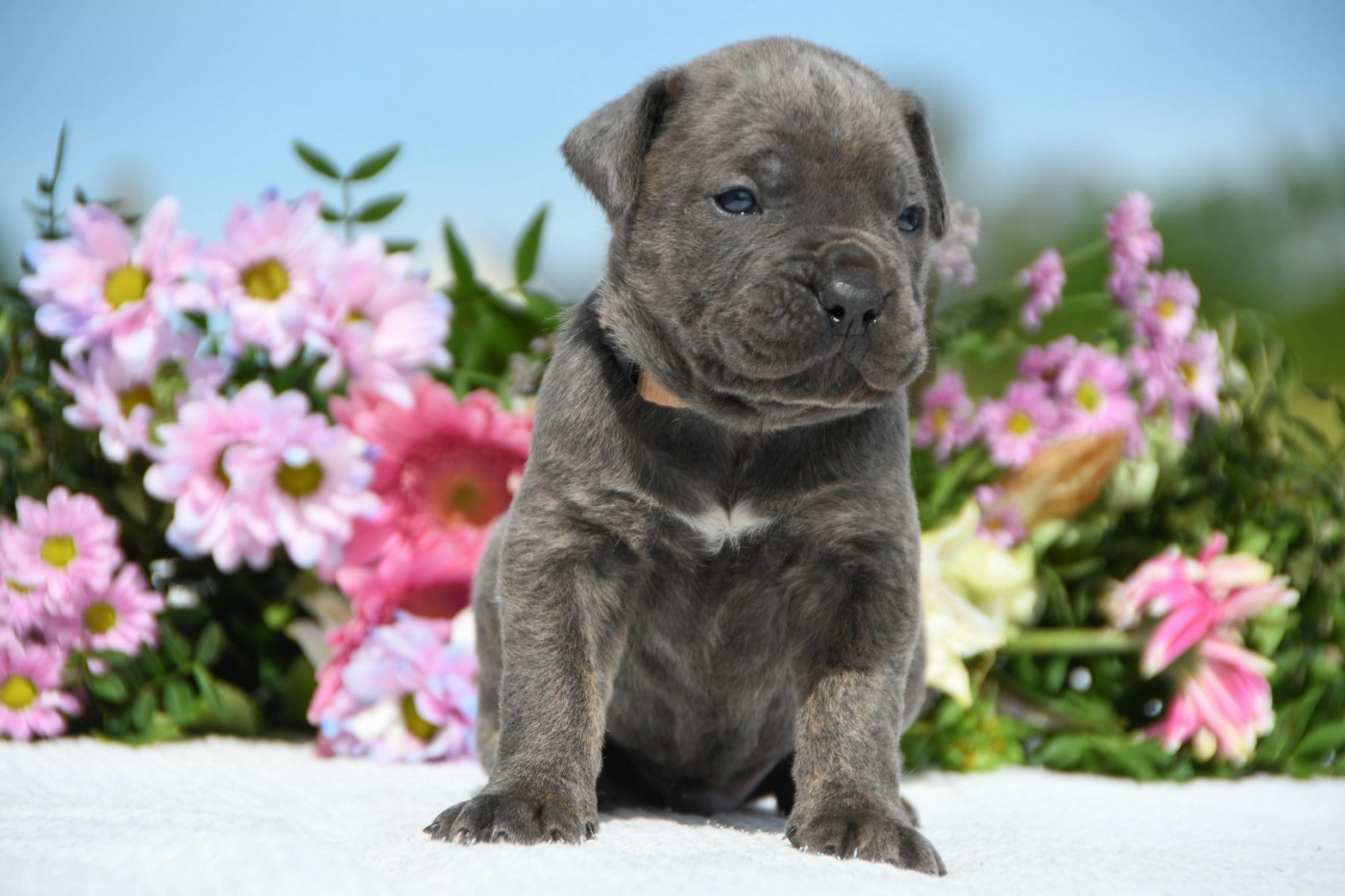 I have a dream - Chiots disponibles - Cane Corso