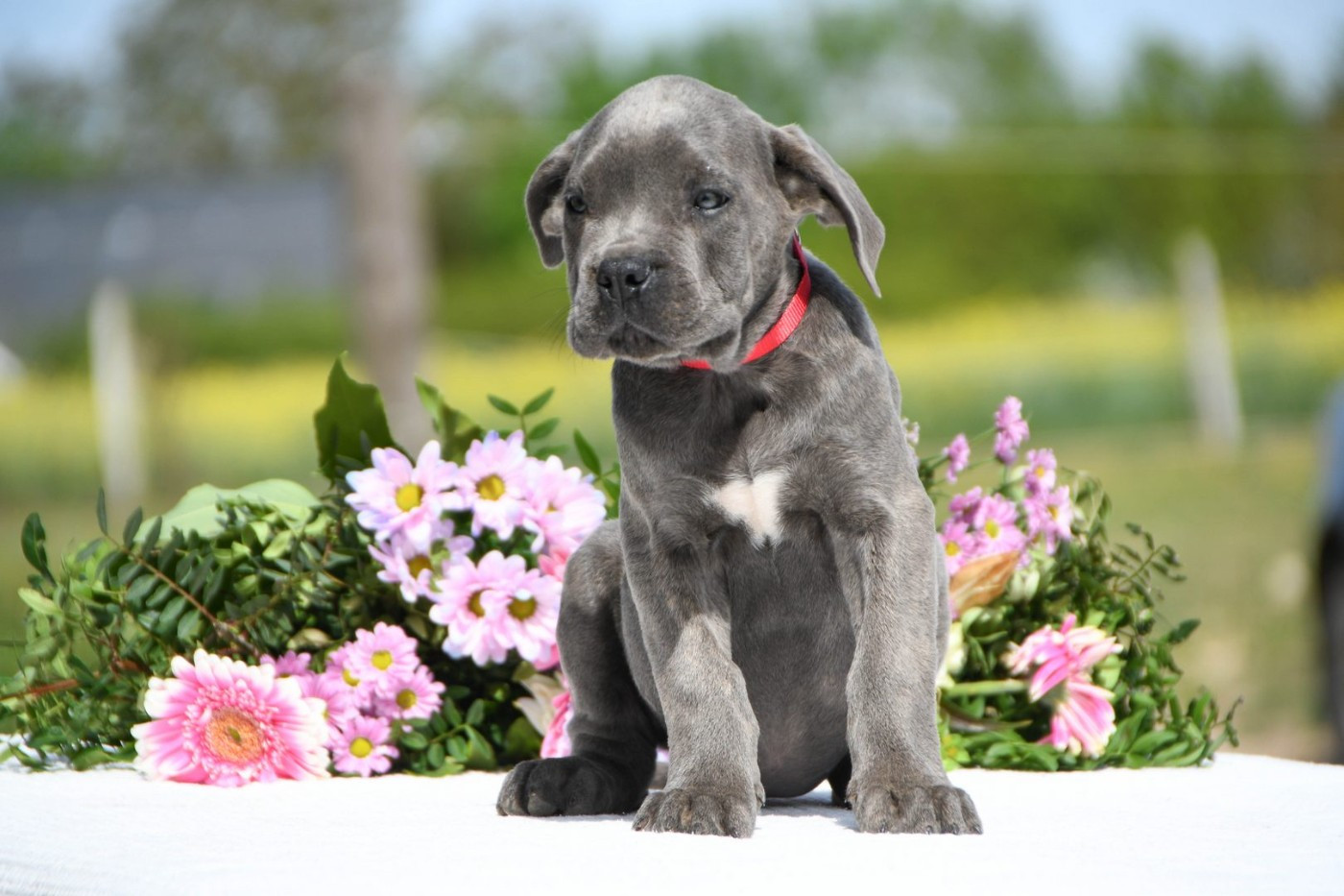 I have a dream - Chiots disponibles - Cane Corso