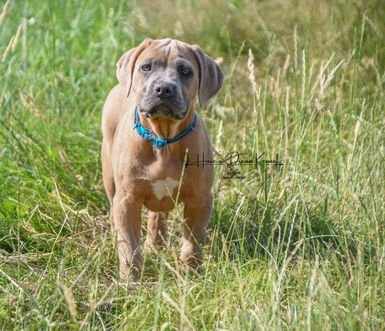 I have a dream - Chiots disponibles - Cane Corso