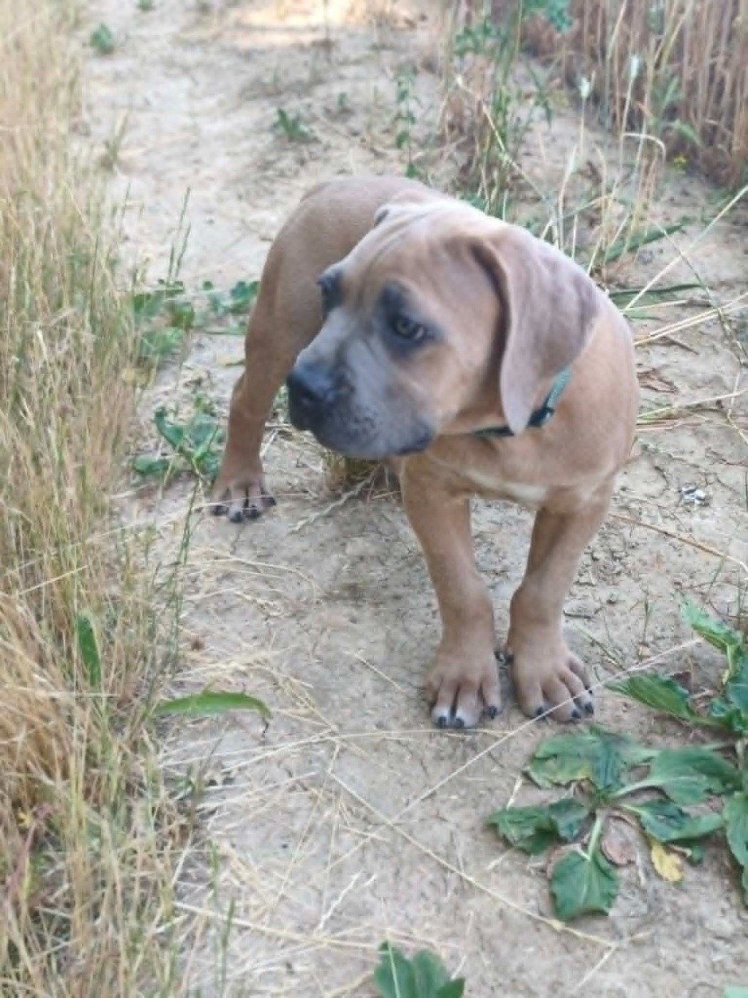 I have a dream - Chiots disponibles - Cane Corso