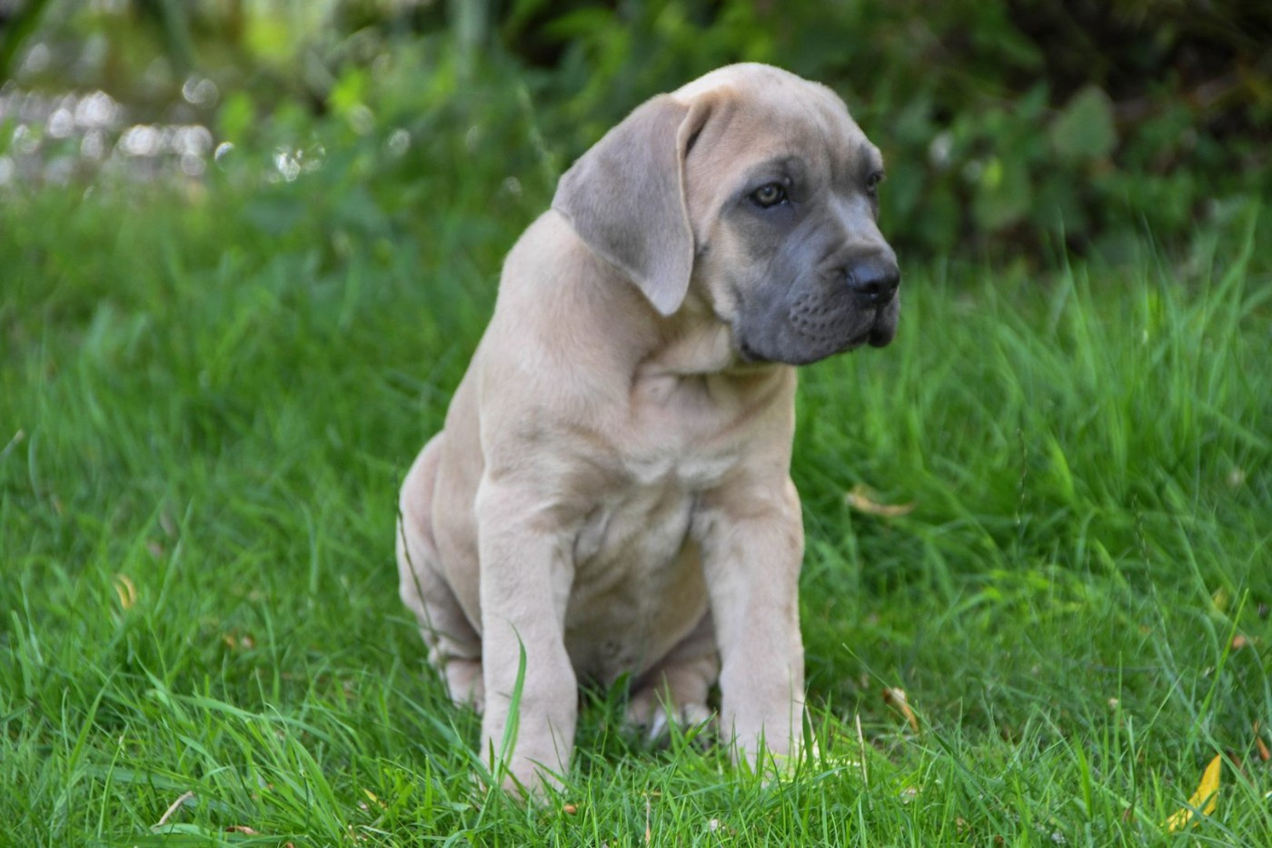 I have a dream - Chiots disponibles - Cane Corso